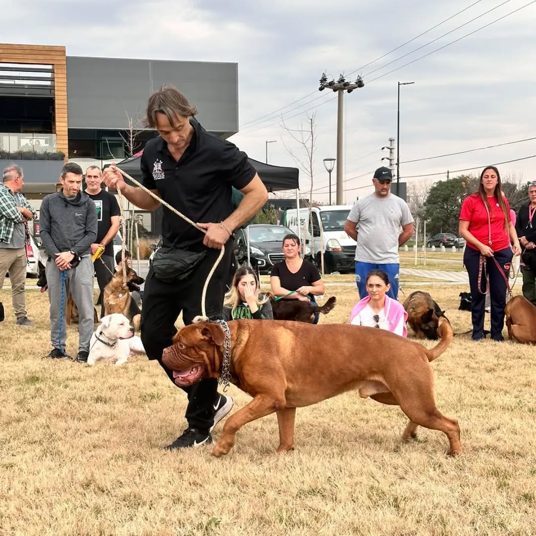 Aprende a educar a tu perro en Funes: taller de adiestramiento en el Mercado Don Bosco